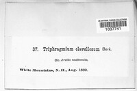 Triphragmium clavellosum image